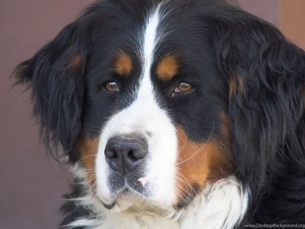 1024x768 Dog Wallpapers HD, Desktop Backgrounds 1024x768 Downloads ...