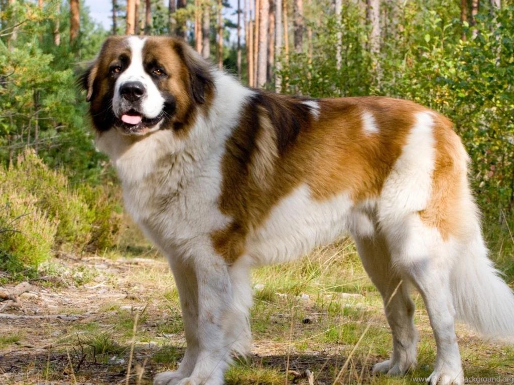 St Bernard Dog   (