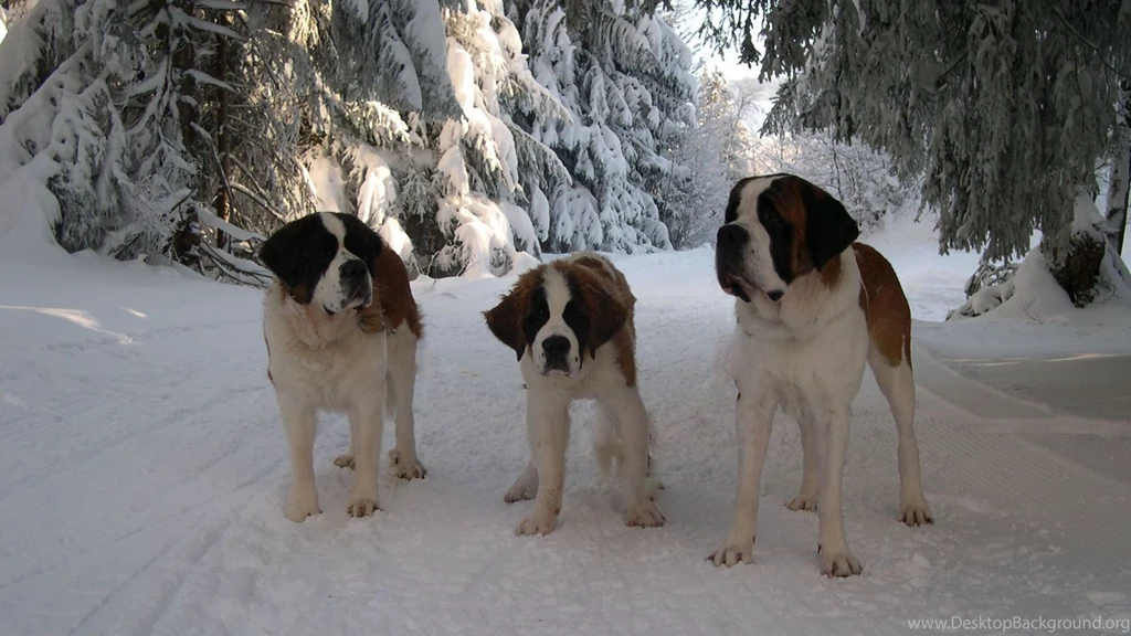 Download Wallpapers 3840x2160 St Bernard, Family, Puppy, Snow, Road ...