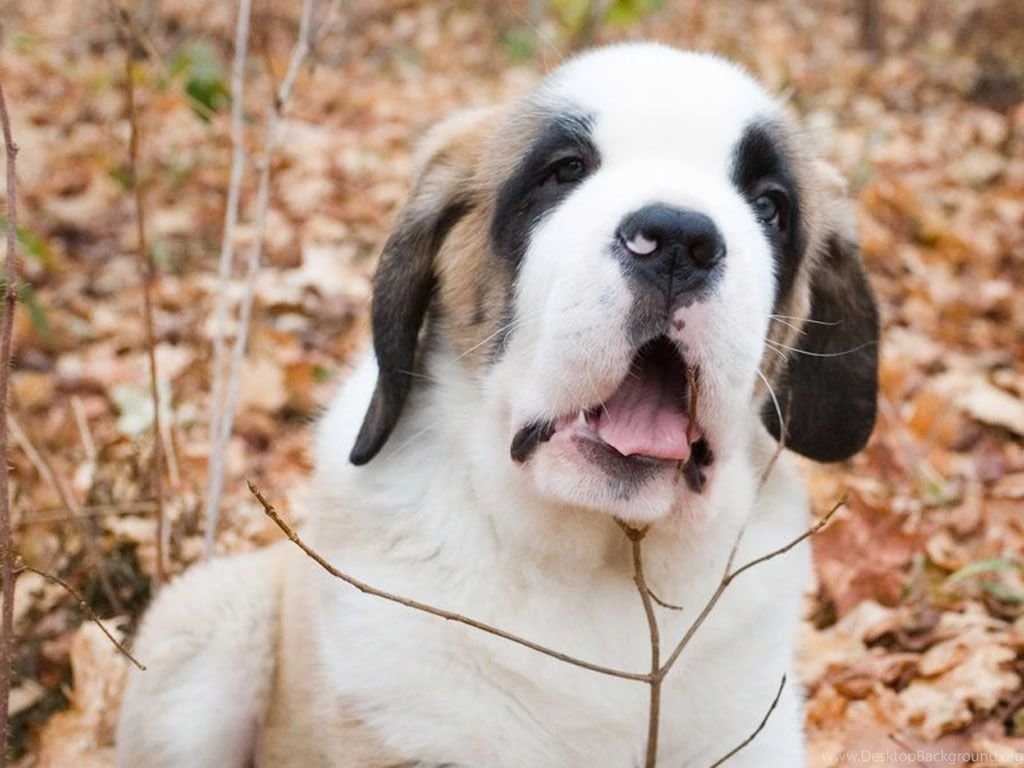 Saint Bernard Pup Wallpapers