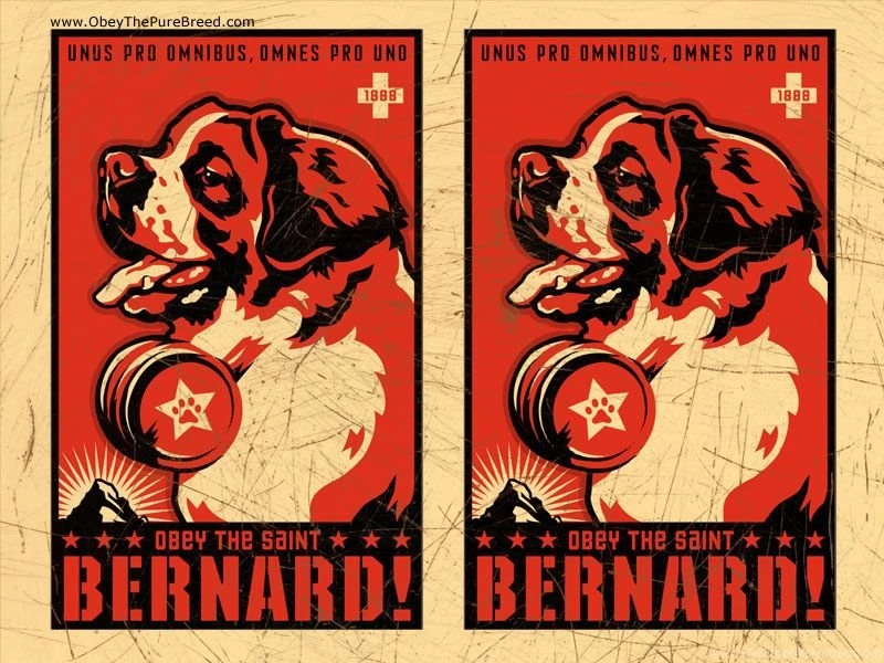 Saint Bernard Wallpapers