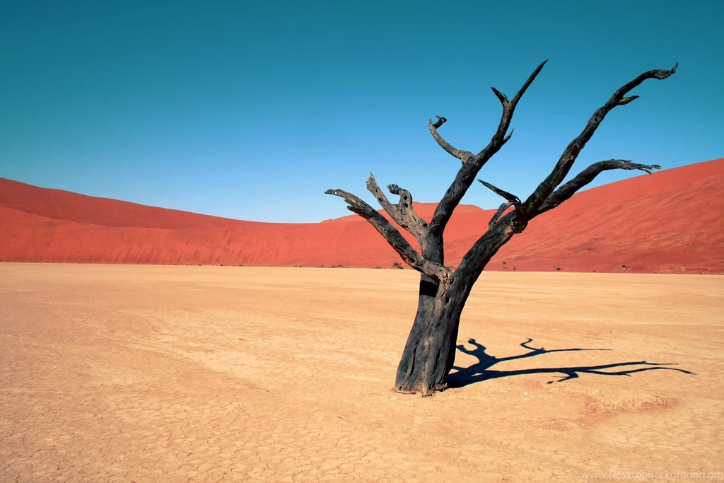 Dead Desert Tree Wallpapers 1920x1280   (