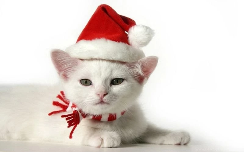 Christmas Animals Wallpapers Desktop   Merry Christmas And New Year!!!!