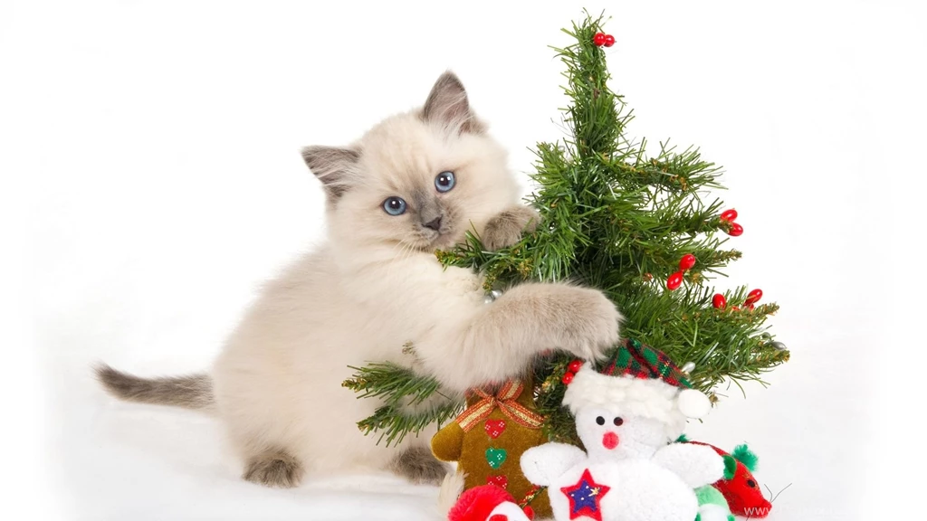 Download Wallpapers 1920x1080 Kitten, Spotted, Toys, Tree, New Year ...