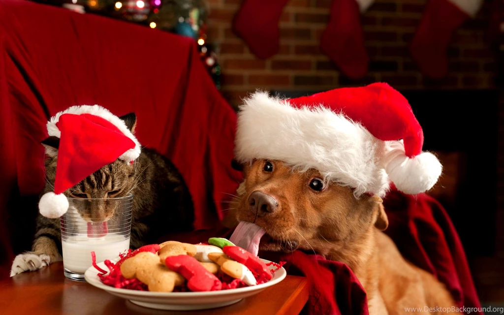 Christmas Puppies and Kittens Wallpaper Dog and Cat Eating At Christmas.jpg