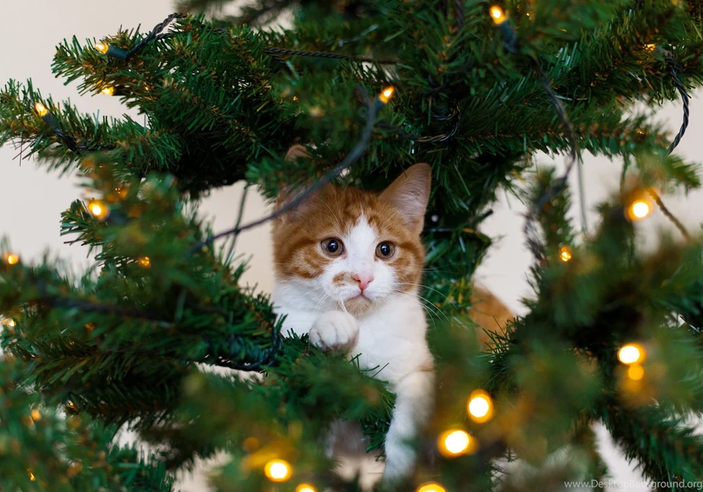 Kitten Cat Red Tree Cat White Christmas Wallpapers