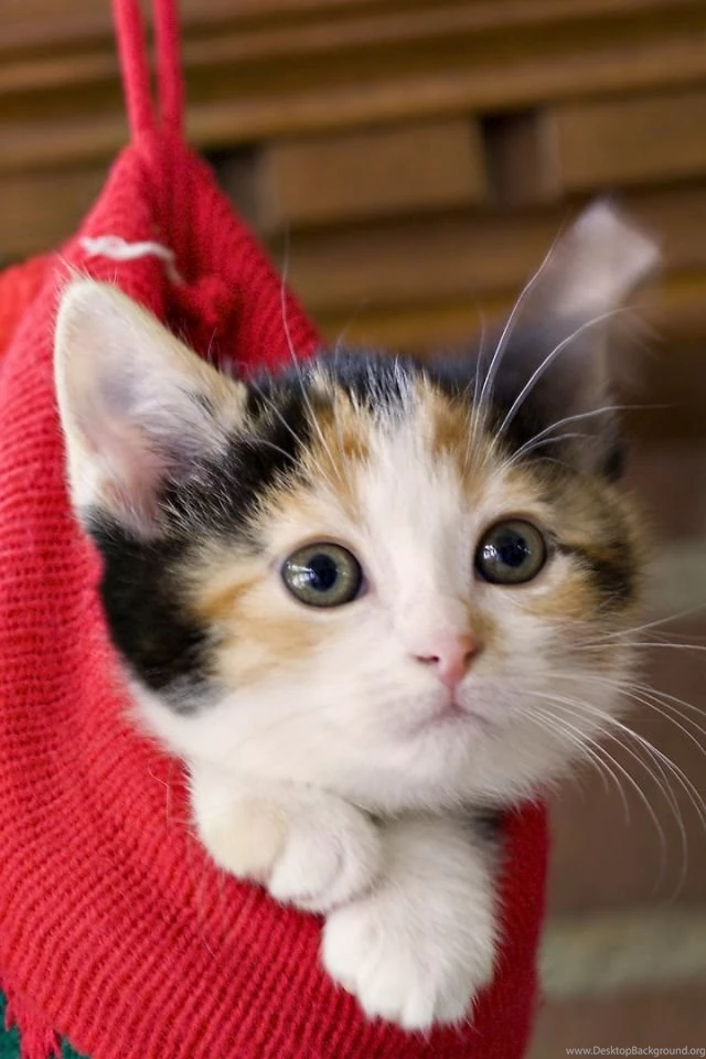 Download Wallpapers 640x960 Kittens, Hang, Socks, Holiday ...