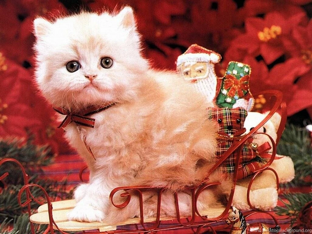 White Christmas Kitten Wallpapers At Wallpaperist