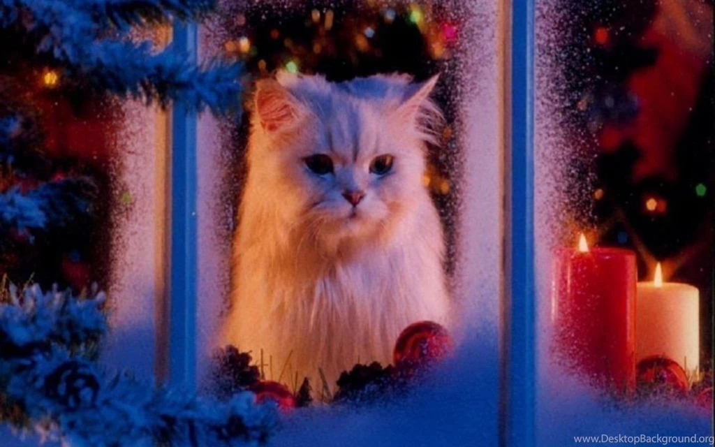 Christmas Kitty   Christmas Wallpapers (16124096)   Fanpop