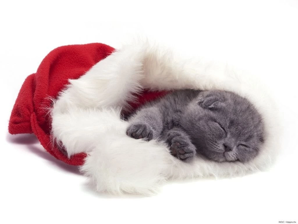 Cats Christmas Kitten Cat Santa Animal Holiday Feline Hat Pet Free ...
