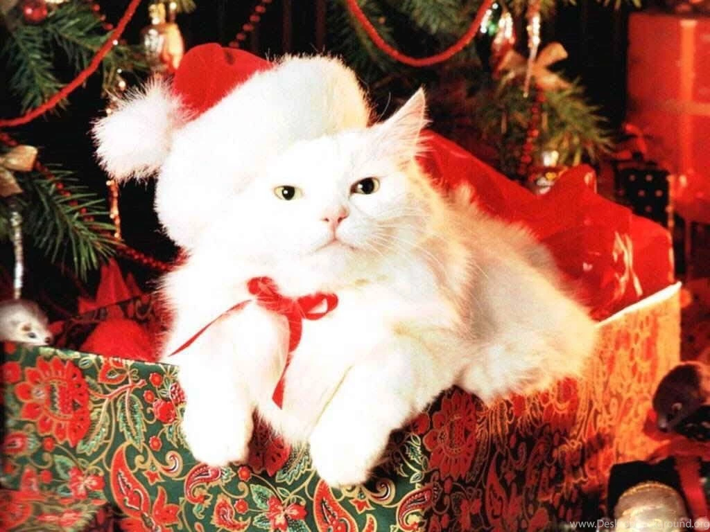 Christmas Kitty Wallpapers