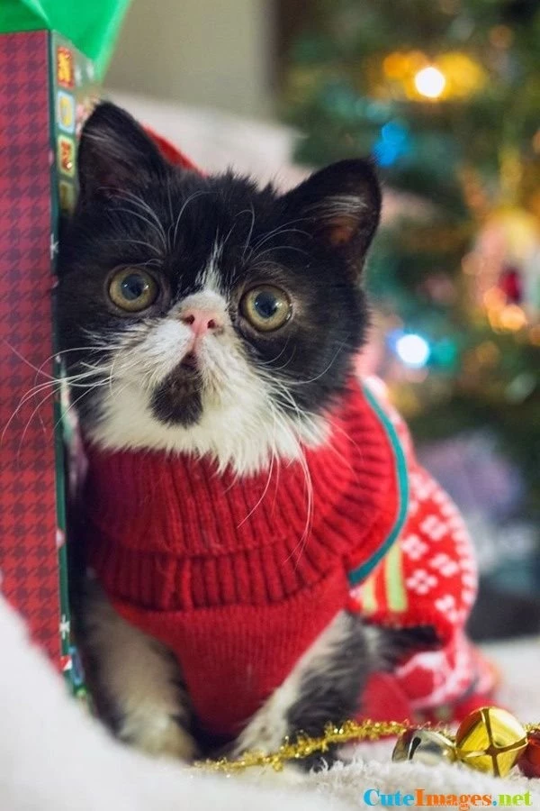 Ugly Christmas Sweater Cutest   CuteImages.net