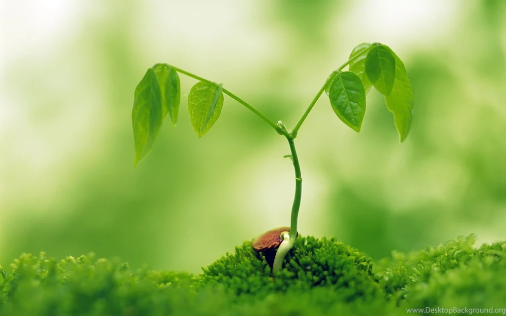 Birth, Green, Plants, Background, Wallpaper, Nature (