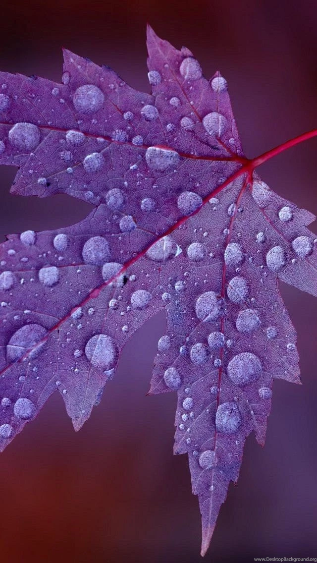 Wallpapers Iphone 5 S Purple Leaf With Drops 640 X 1136 640 X ...