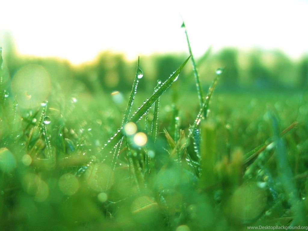 Beautiful Grass Latest Wallpapers For Window Vista