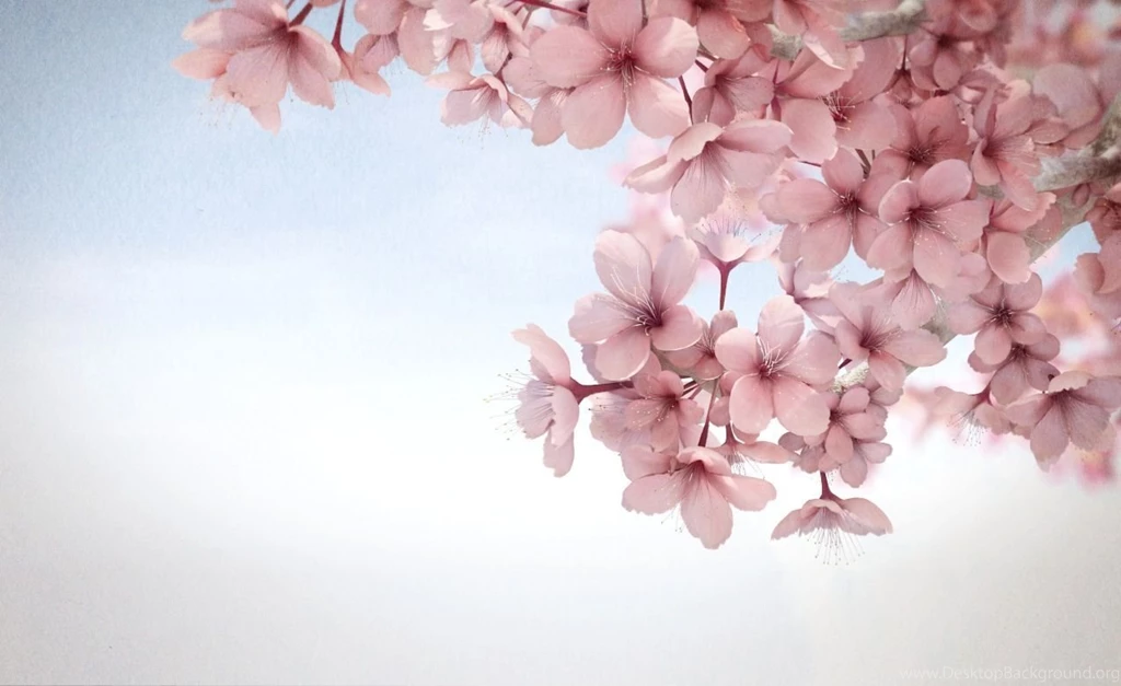 Sakura Backgrounds Wallpapers Cave