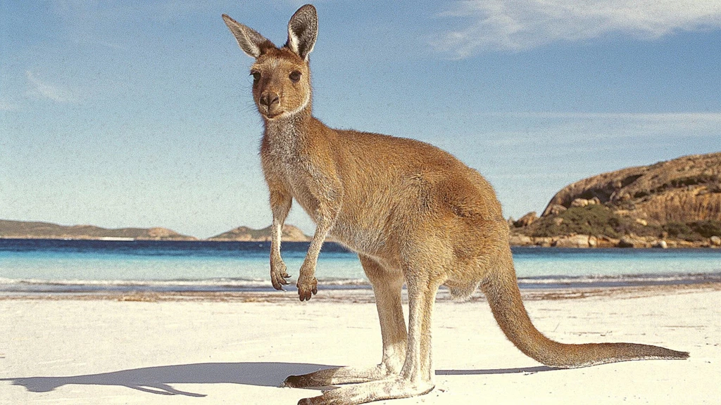 Wallpapers Online Australia