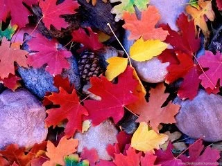 SAIF ULLAH: Nature Wallpapers