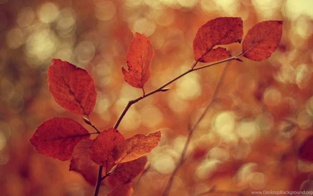 Close up Wallpapers Macro Wallpapers Leaves Leaves Sheets Leaves ...