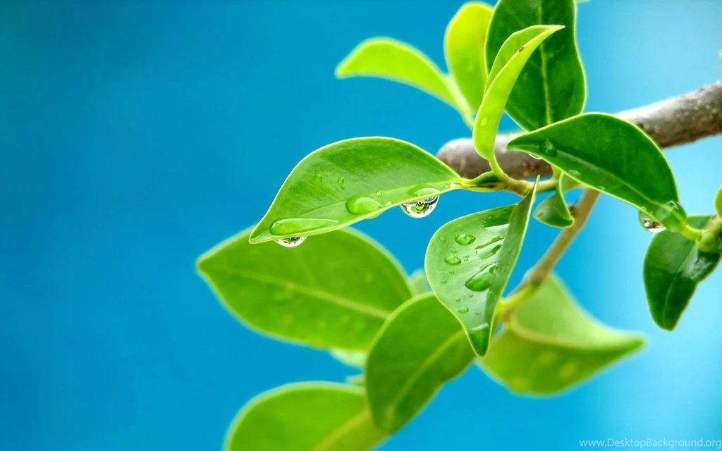 Beautiful Leaves Wallpapers 654718