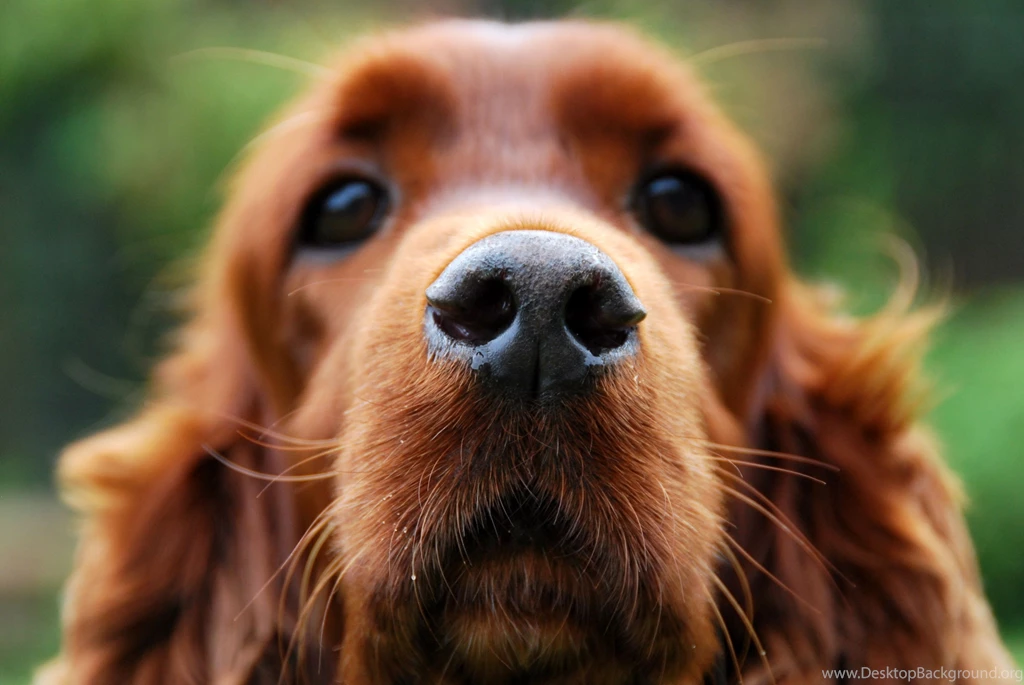 9 Cocker Spaniel HD Wallpapers