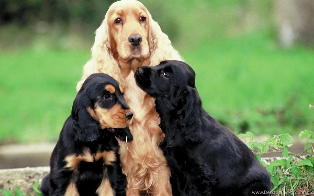 Cocker Spaniel Wallpapers High Resolution And Quality Download