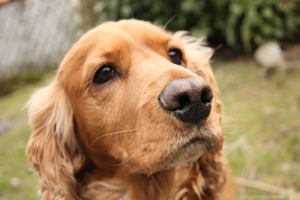 Sad English Cocker Spaniel Wallpapers And Images Wallpapers ...