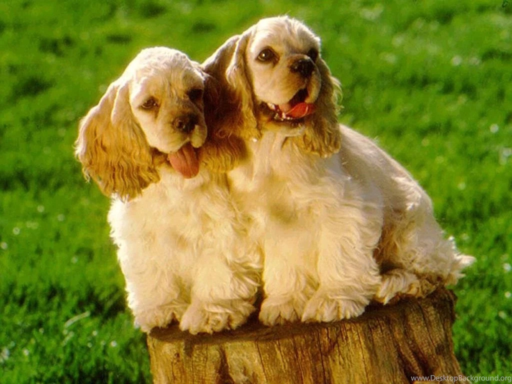 American Cocker Spaniel Wallpapers HD Download