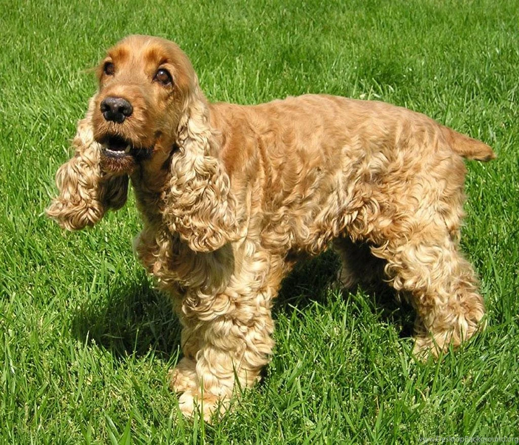 Lovely English Cocker Spaniel Dog Photo And Wallpaper. Beautiful ...