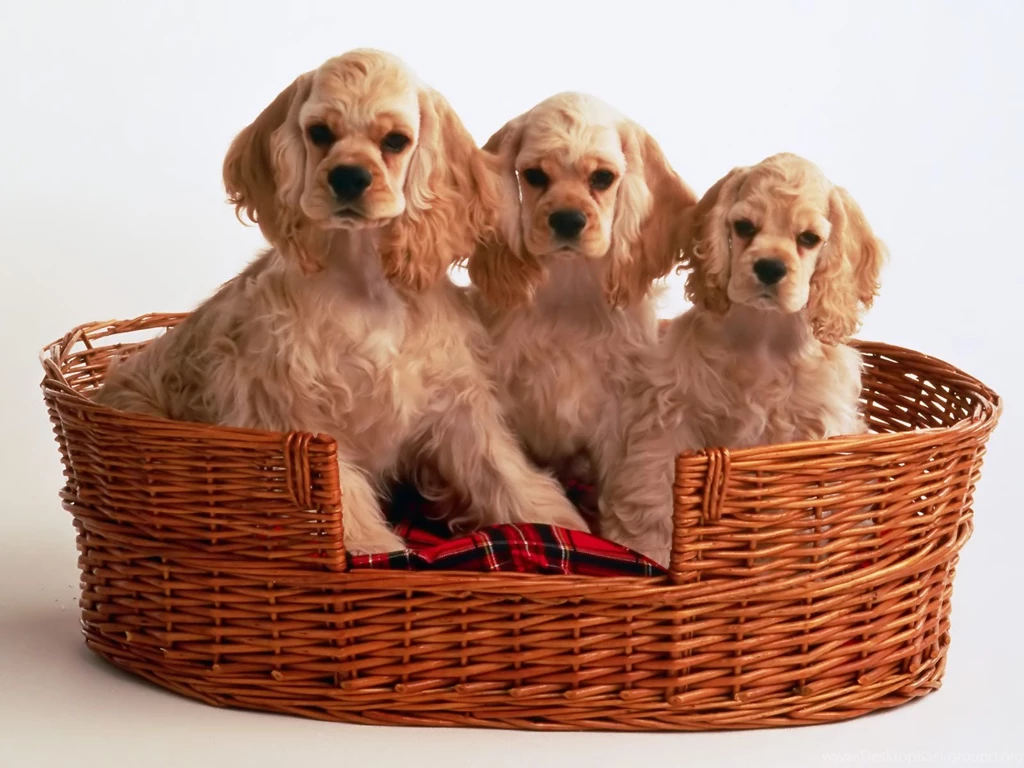 Cocker Spaniel Puppies Puppies Wallpapers (9726097) Fanpop