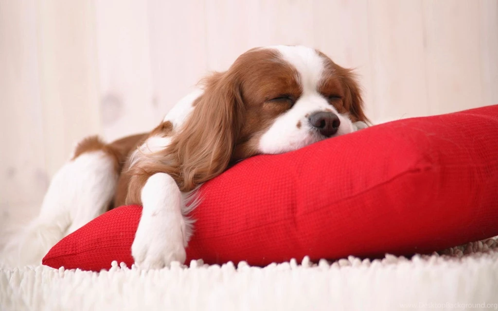 Cocker Spaniel Wallpapers