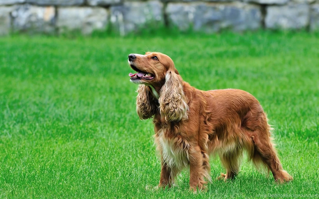 Cocker Spaniel Wallpapers HD Download