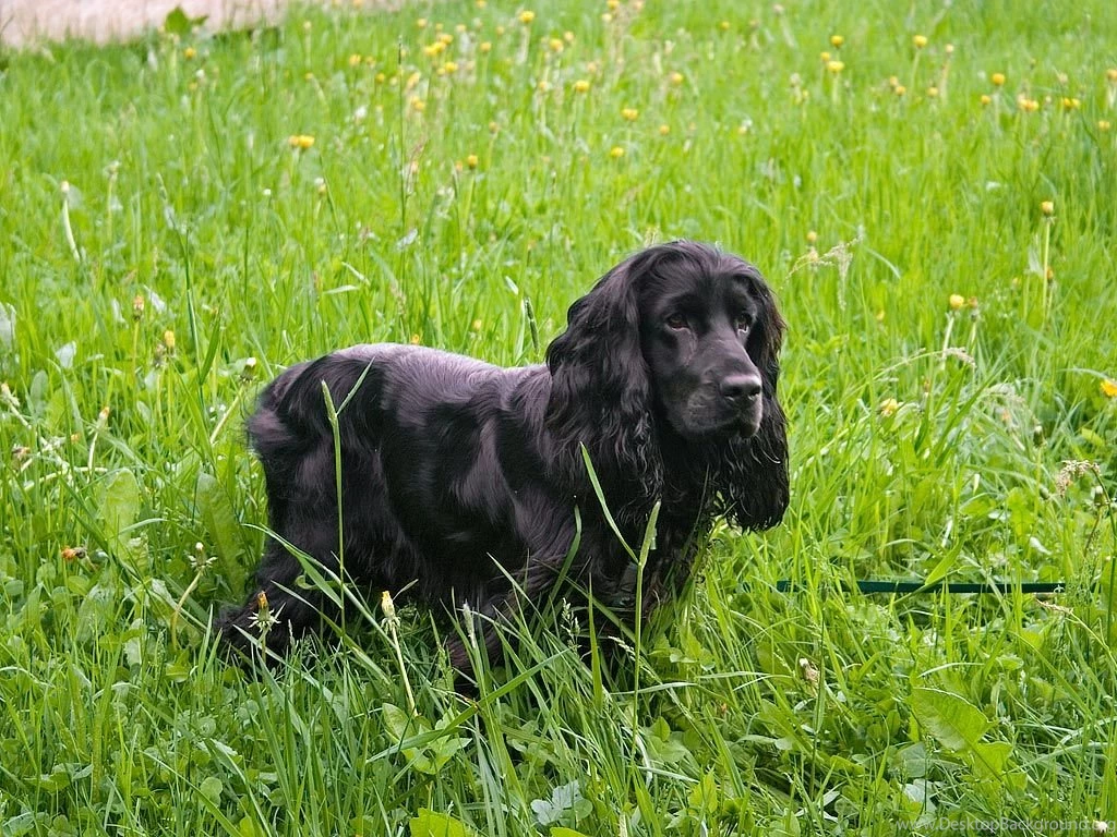 Black English Cocker Spaniel In The Grass Photo And Wallpapers ...