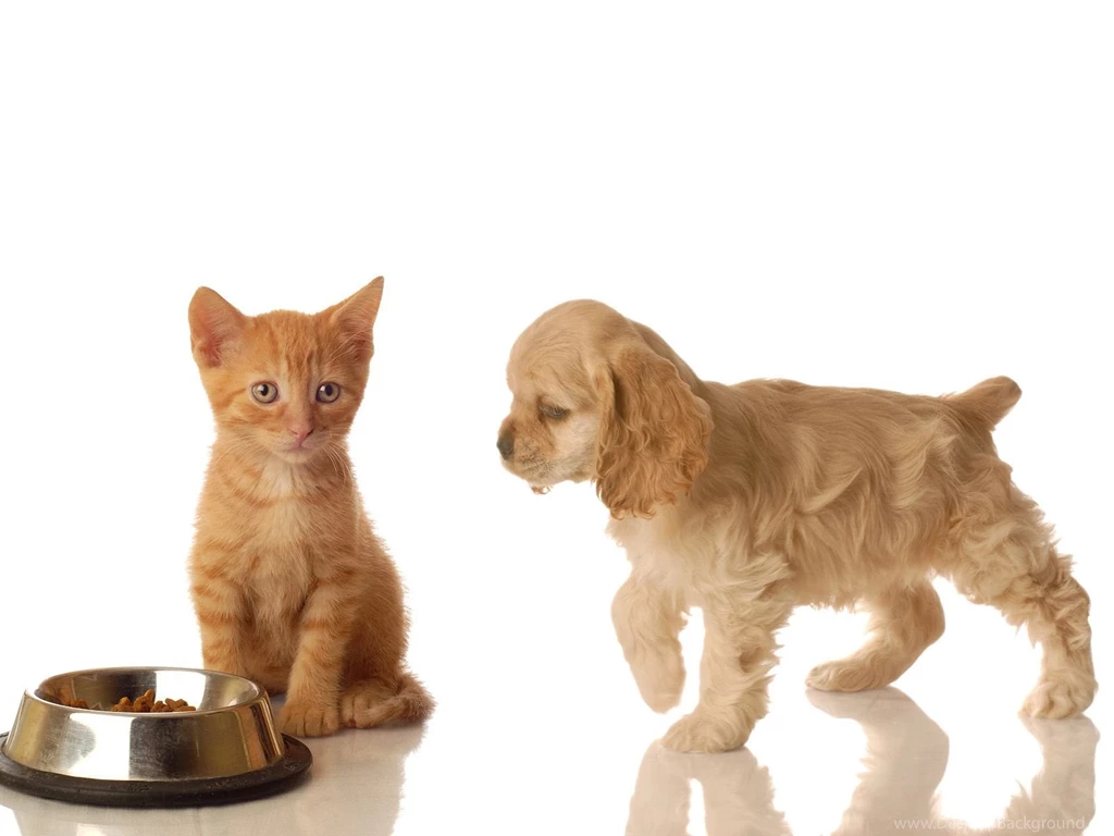 American Cocker Spaniel And The Red Cat Wallpapers And Images ...
