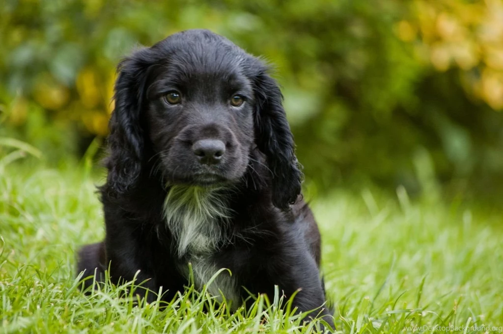 American Cocker Spaniel My Doggy Rocks