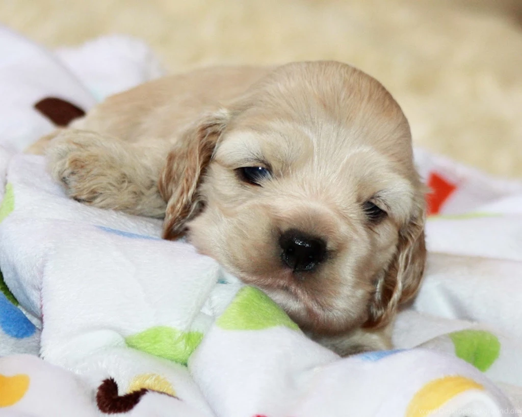 American Cocker Spaniel Puppy Photo And Wallpaper. Beautiful ...