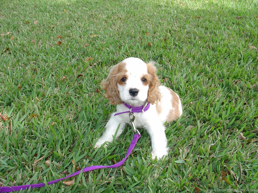 Free Wallpapers American Cocker Spaniel Dog Puppy