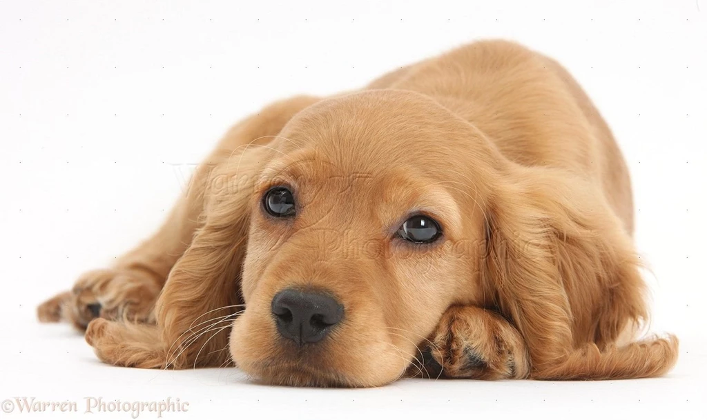 Gallery For Golden Cocker Spaniel Puppies Wallpapers