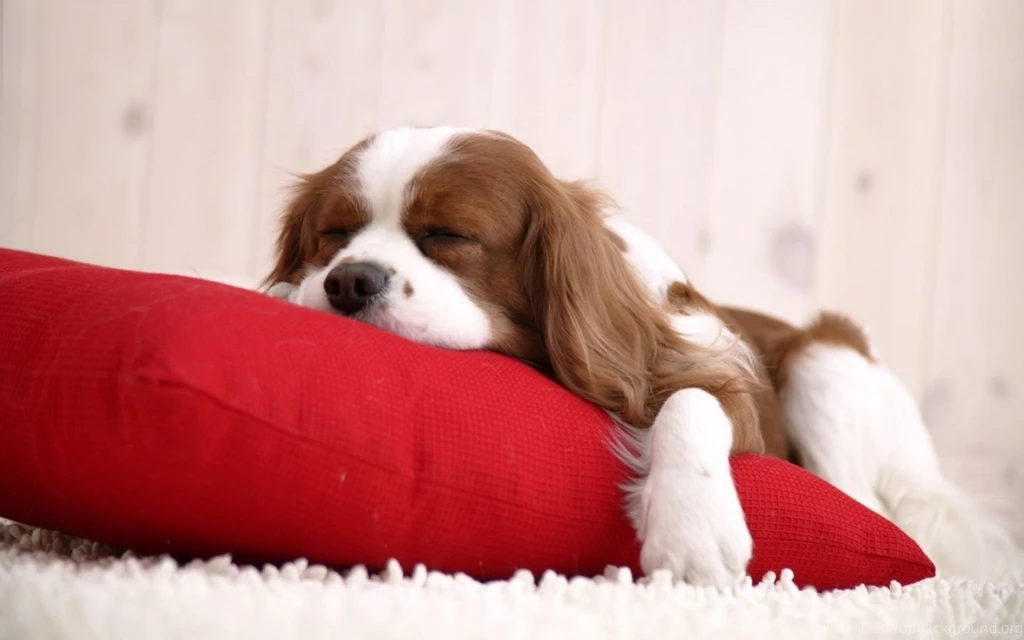 Cavalier King Charles Spaniel Cocker Spaniel Mix Wallpaper.