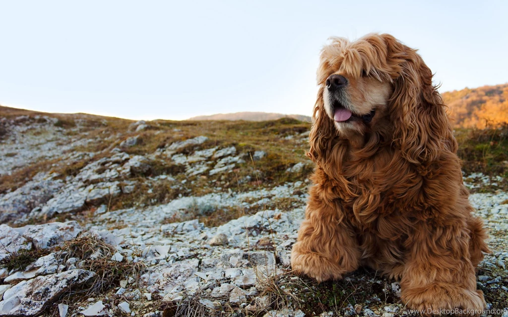 Cocker Spaniel Wallpapers