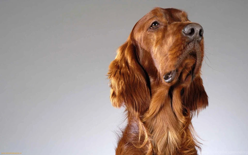English Cocker Spaniel front 1.jpeg