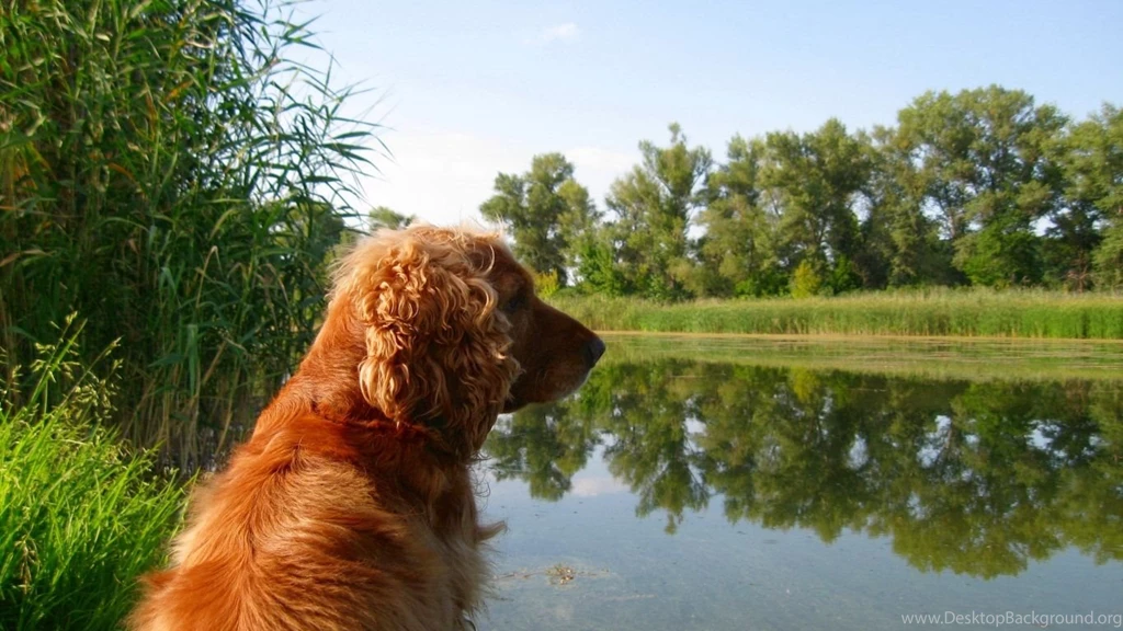 Download Wallpapers 1366x768 Cocker, Spaniel, Sitting, Pond, Grass ...