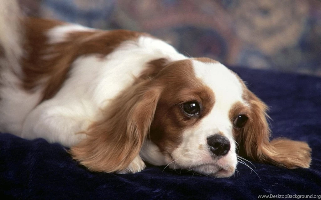 Puppies Cocker Spaniel Wallpapers