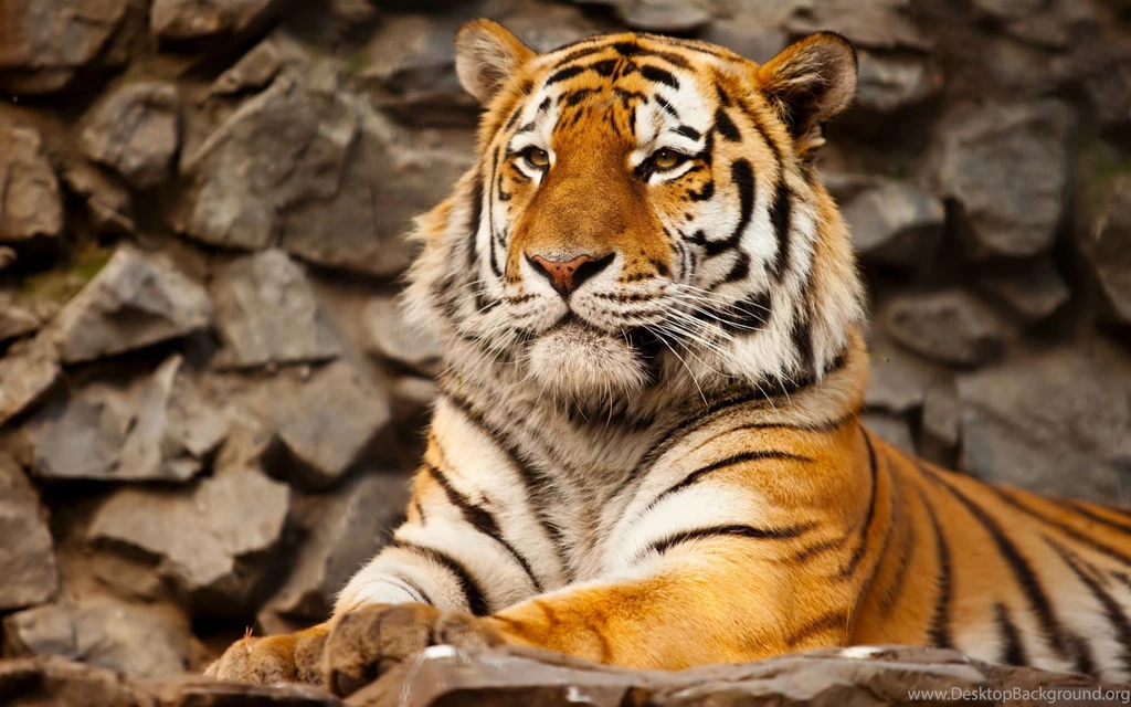 Other: Tiger Animal Rawr Rest Background Images For HD 16:9 High ...