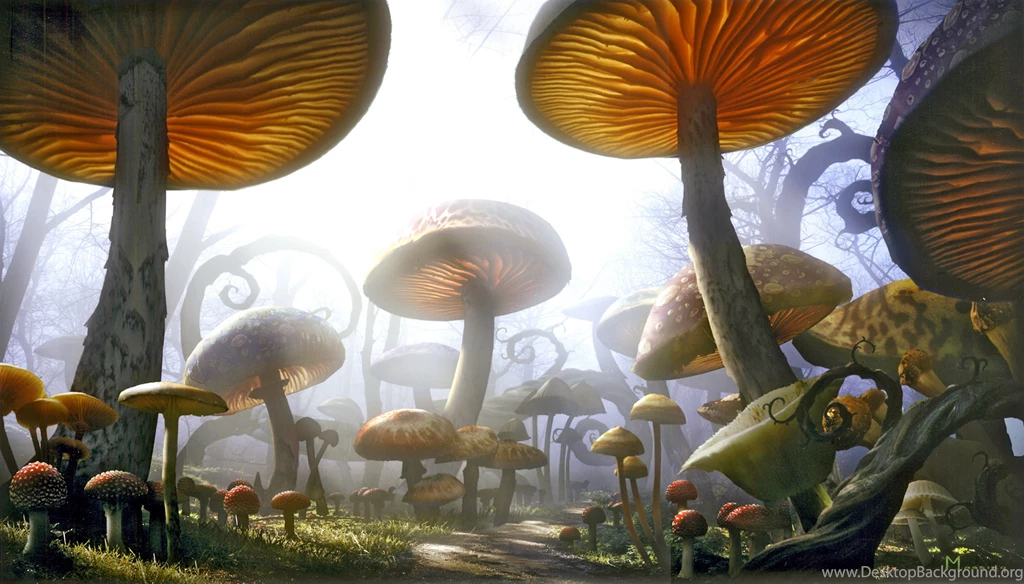 800x600px Wonderland 99.86 KB