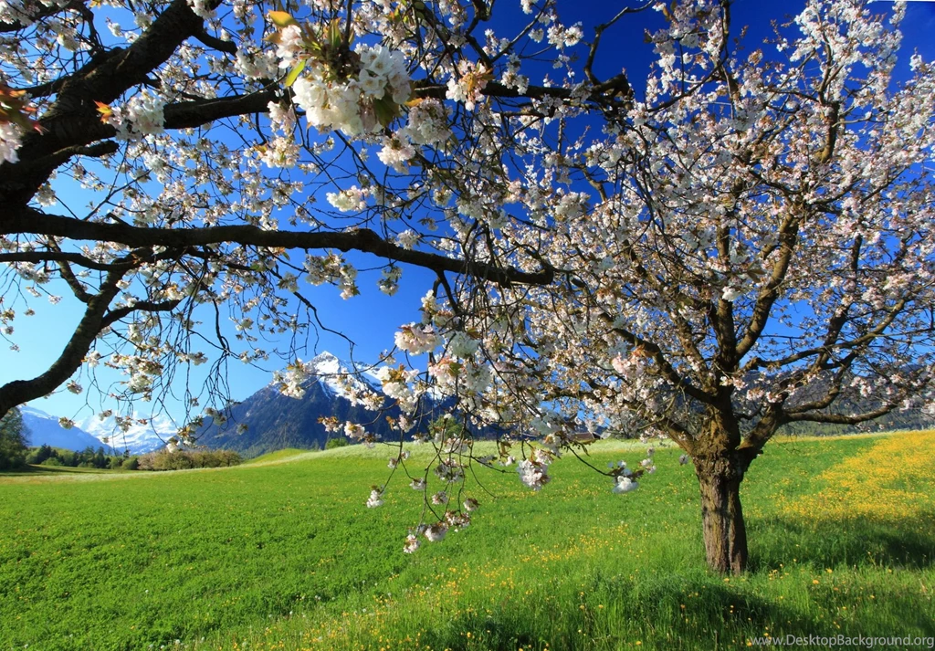 Beautiful Spring Landscape Wallpapers Designs 16665 Amazing ...