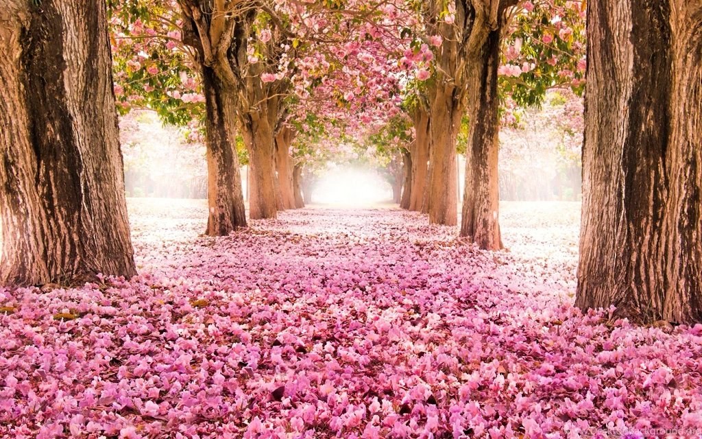 Flower Land   Spring Landscape HD Wallpapers