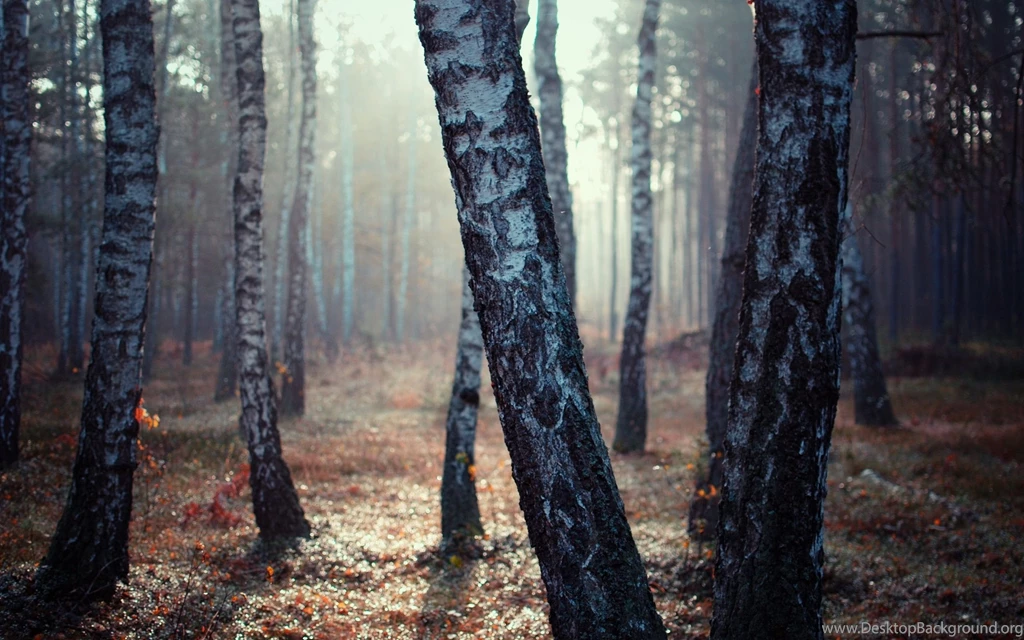 Birch Tree Forest Wallpapers 2560x1600 1177735