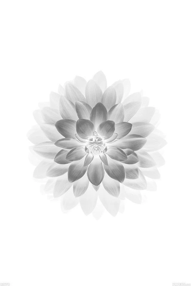 FreeiOS7 Ad78 apple white lotus iphone6 plus ios8 flower Http ...
