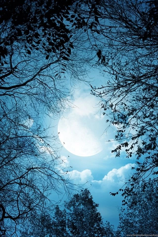 White Autumn Night iPhone 4s Wallpapers Download